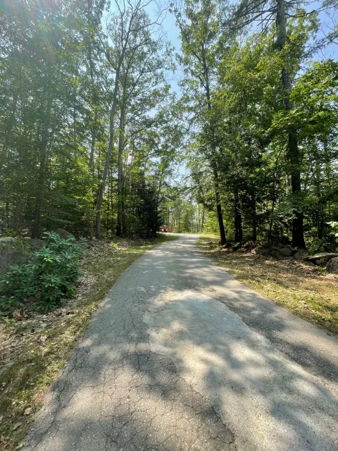 Gravel path through a sunny forest, surrounded by tall green trees.