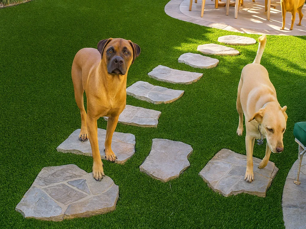 Two dogs walking along a winding flagstone path on a lush artificial grass lawn in a backyard with a wooden patio set in the background.