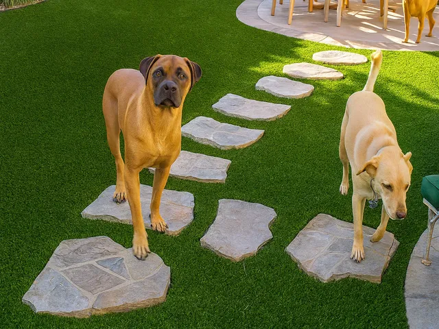 Two dogs walking along a winding flagstone path on a lush artificial grass lawn in a backyard with a wooden patio set in the background.