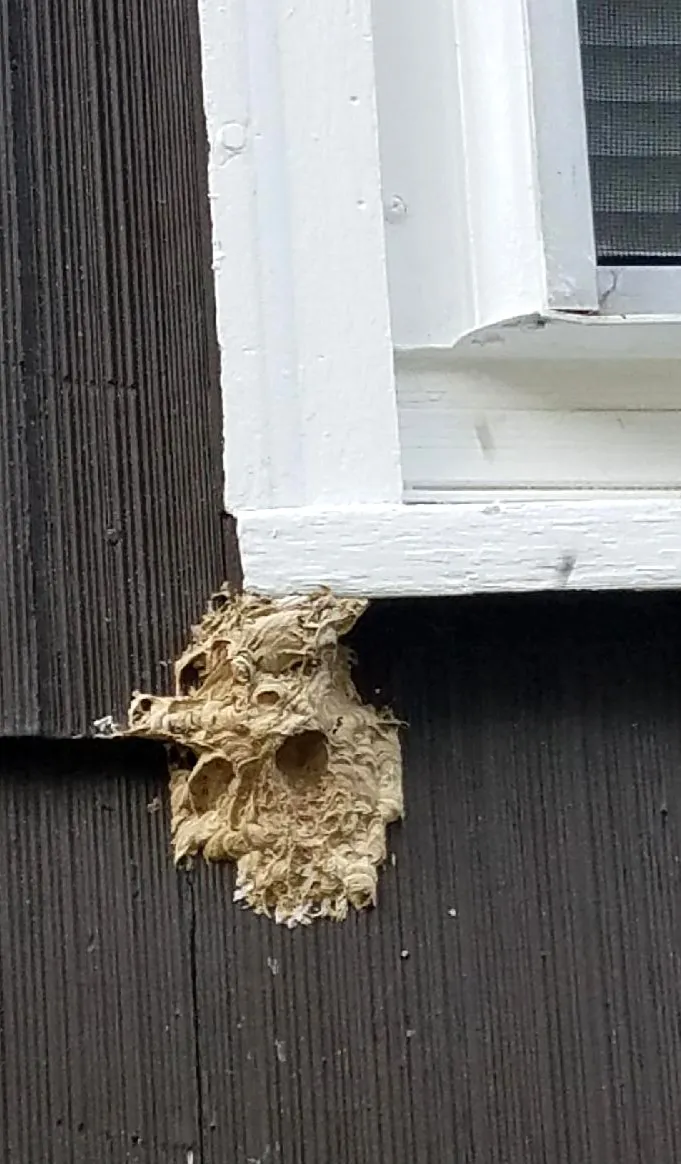 Discount Pest Control