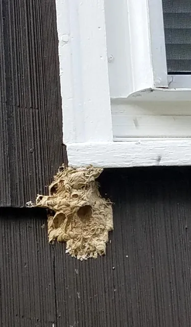 Discount Pest Control