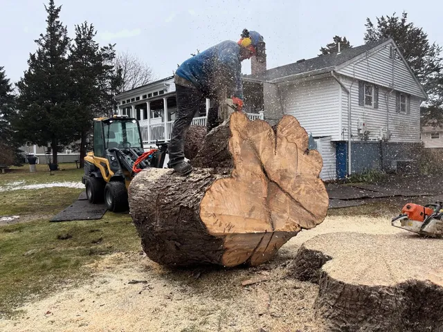 work photo from treeservicekingston.net