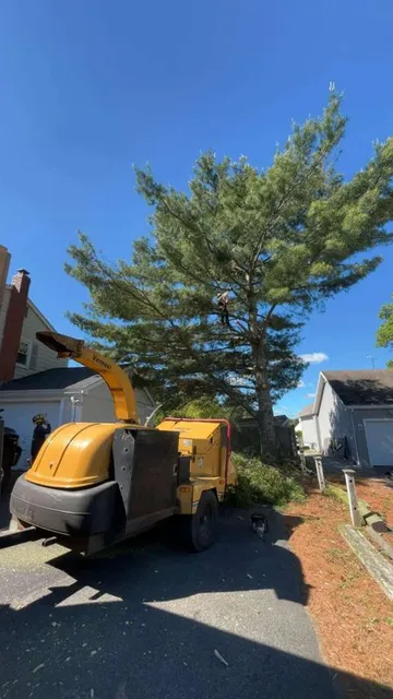 Tree Trimming