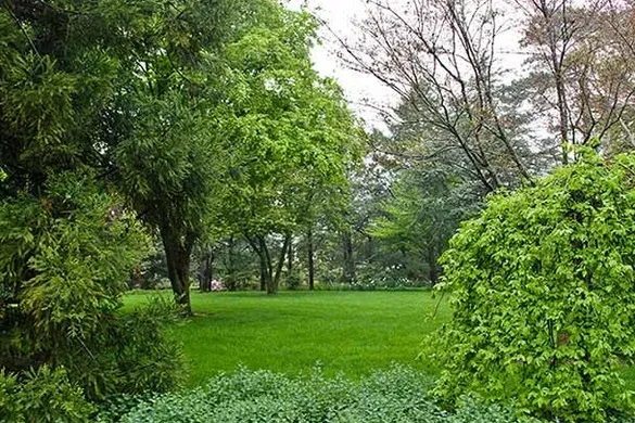 Large shaded backyard lawn framed by mature trees and groundcover