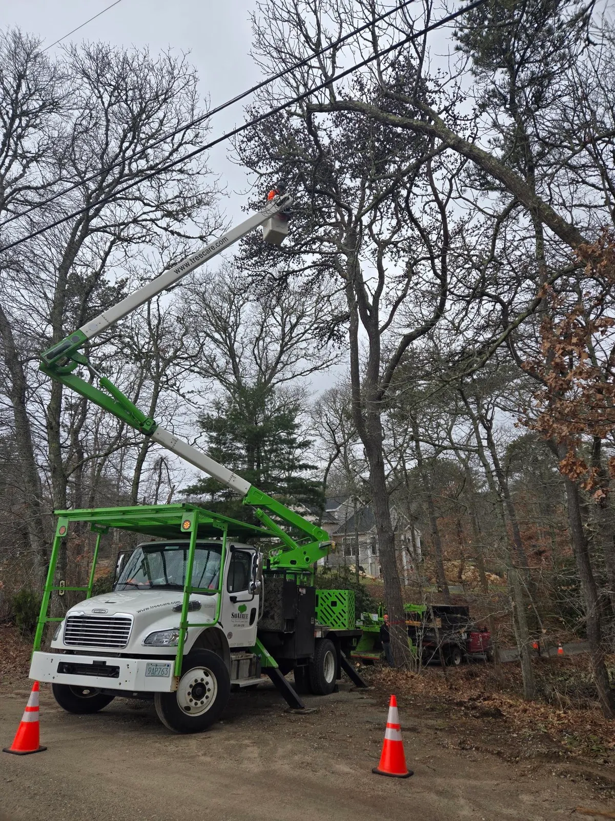 Beetlebung Tree Care - SavATree researched project photo