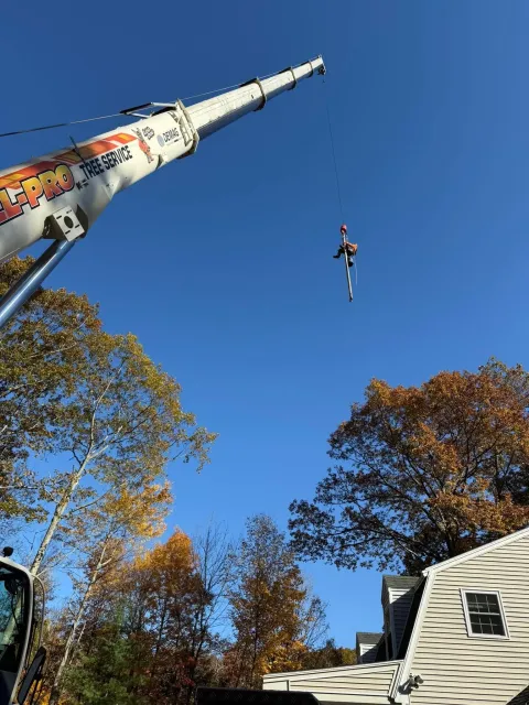 A person is being lifted by a crane to trim a tall tree in a residential neighborhood on a sunny day with clear blue sky and fall foliage.