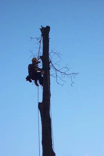 An arborist wearing a helmet and harness is climbing a tall, dead tree with bare branches against a clear blue sky.