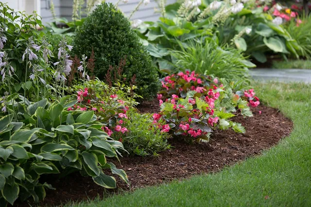 Landscaped bed with hostas, boxwood and pink begonias in fresh mulch