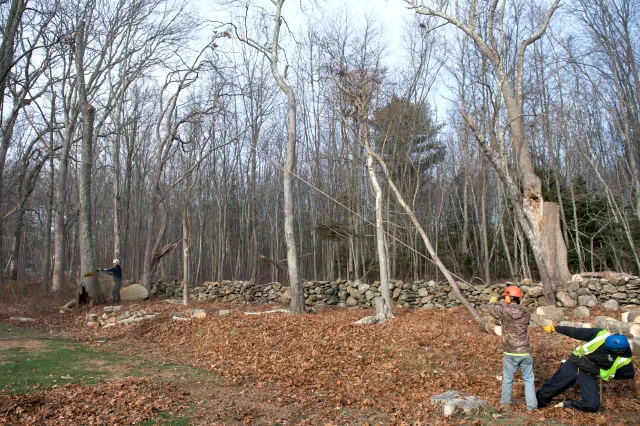 TreeRemoval.jpg