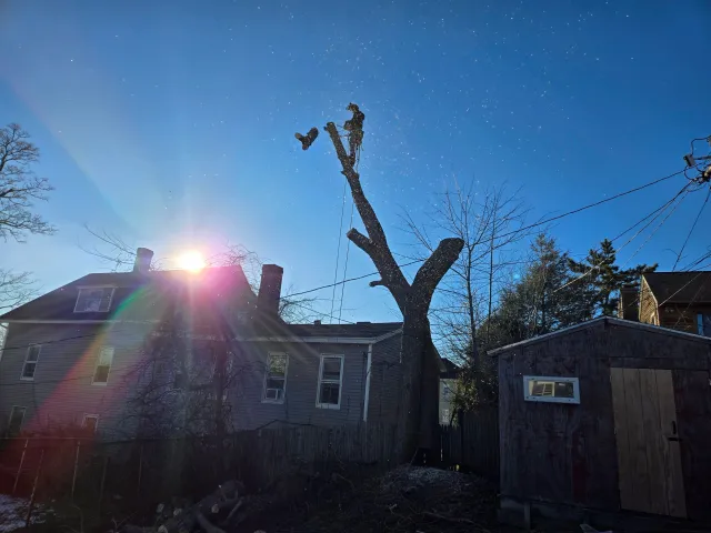 Sunlight shining behind a house with a large deciduous tree that has been pruned, leaving only the main trunk and two large branches. The sky is clear and blue, with some leafless trees and a small shed in the yard.