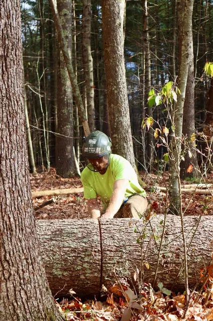 Morency Tree Service work photo