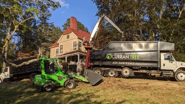 Curran Tree, Inc. work photo