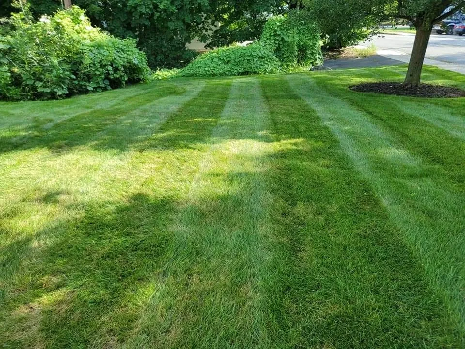 Freshly striped green lawn stretches toward leafy shrubs, with soft sun and tree shadows crossing the grass