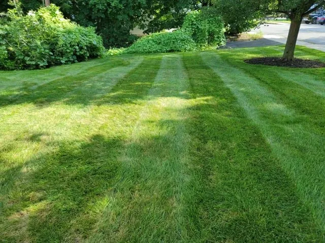 Freshly striped green lawn stretches toward leafy shrubs, with soft sun and tree shadows crossing the grass