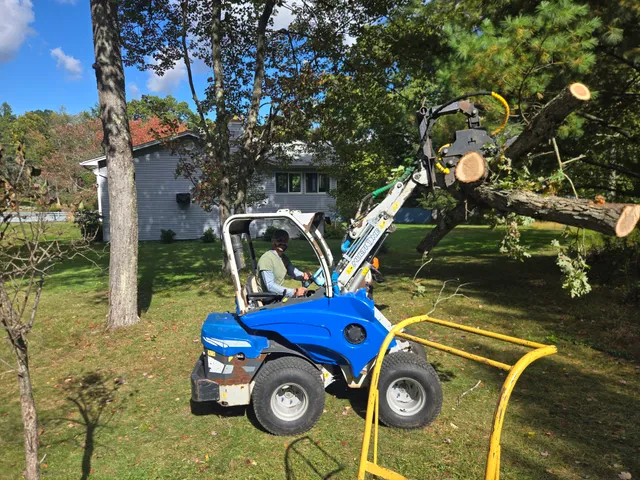 Terra Tree and Stump LLC work photo