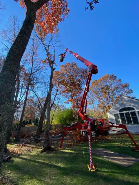 Tree trimming
