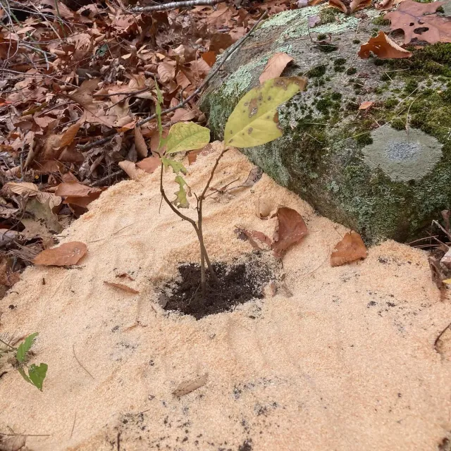 Native PawPaw seedlings in the ground! These versatile fruit trees can thrive in the understory or clearings within our working woods. And they are part of our ongoing work to increase the biodiversity and climate adaptability of the forest. Thanks t