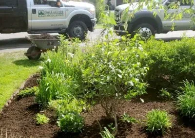 Landscaper-Scituate-Gallagher-Landscaping-edging-and-mulching