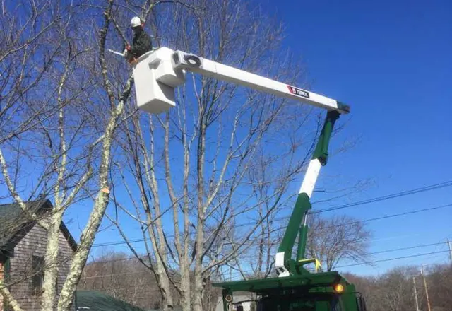 Pruning & Removal