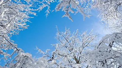 Trees in Winter