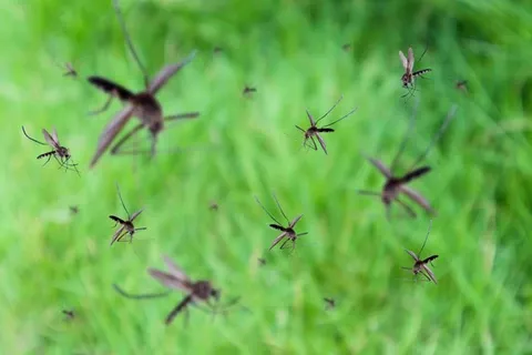 work photo from pestchampionsllc.com