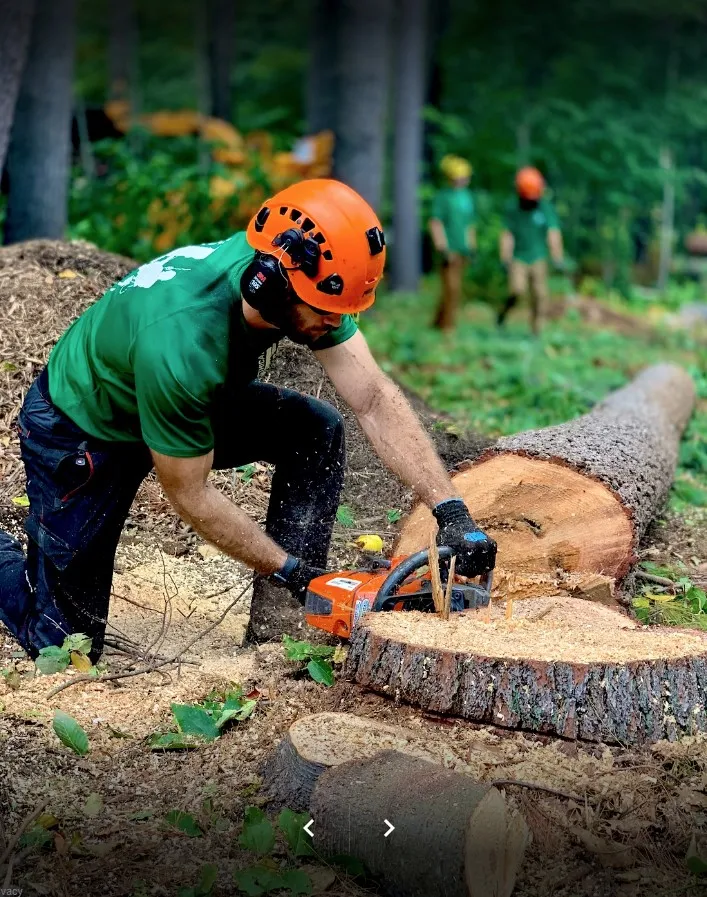 work photo from ethicaltreeservices.com