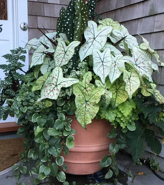 Shady Container Garden Design