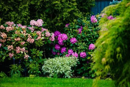 Tree and Shrub Care