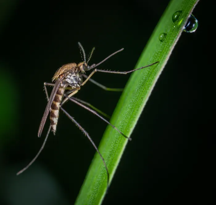 Macro photograph of a mosquito on a leaf