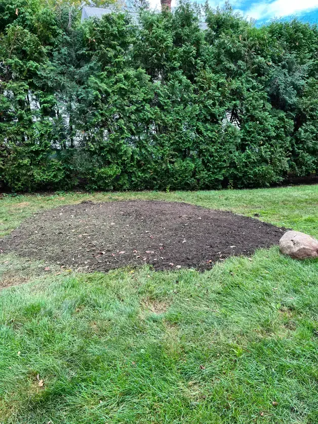Mound of dark soil in a grassy yard, surrounded by green grass and a tall hedge in the background.
