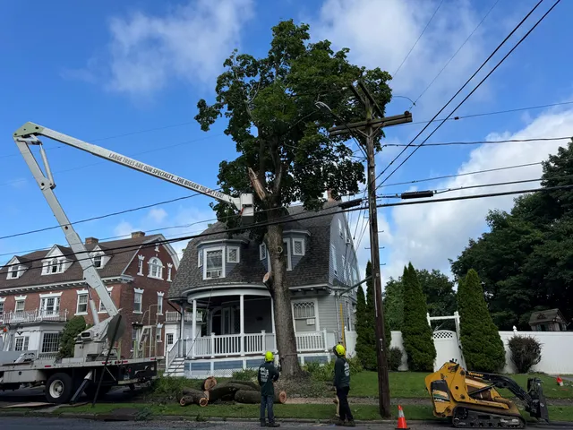 E&S Tree Service and Landscaping LLC work photo
