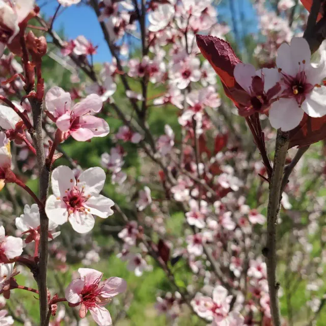 Professional landscaping services in Northampton Massachusetts.