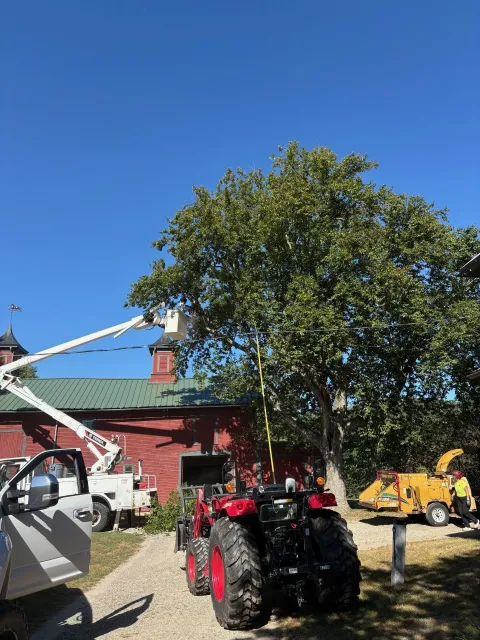 work photo from sunderlandtreeservice.com