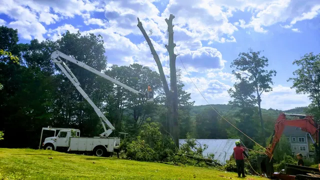 work photo from littlesteviestreeworkllc.com