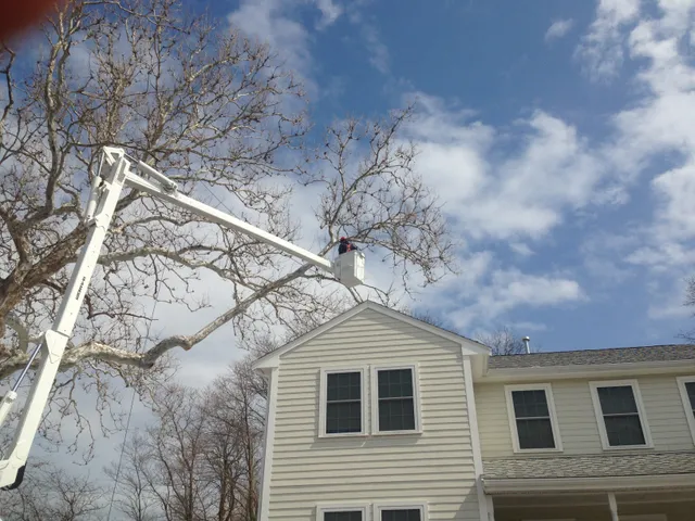 Hemlock Island Tree Care work photo