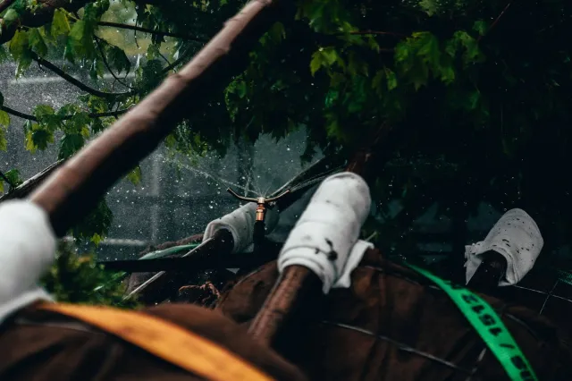 Professional tree pruning services to maintain healthy and aesthetically pleasing landscapes in Vermont.