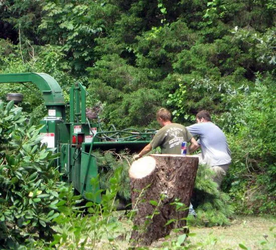 work photo from capecodtreeservices.com