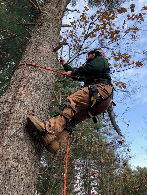 O'Brien's Tree Service work photo