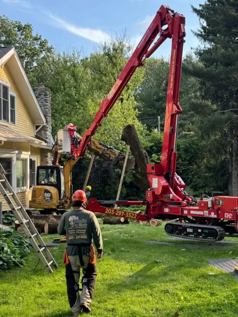 work photo from claudiotreeservice.com