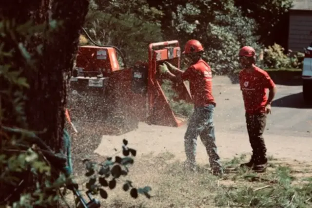 work photo from detreeservices.com