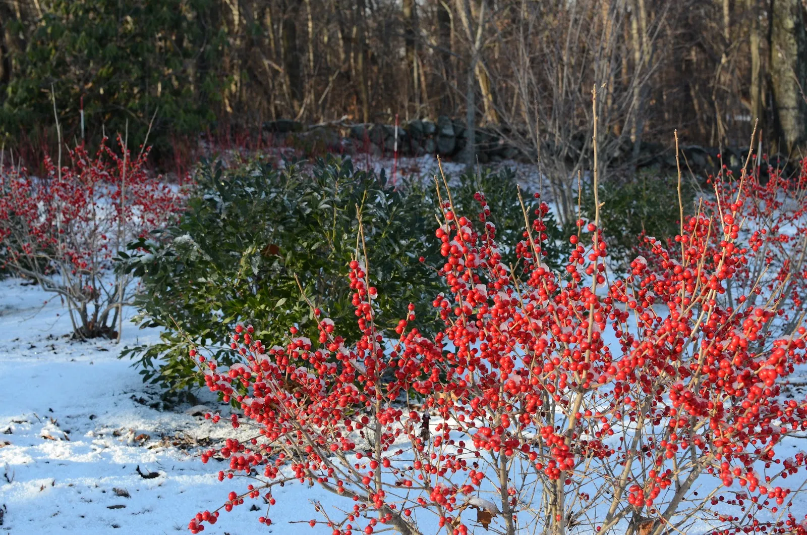 Rue Sherwood Landscape Design
