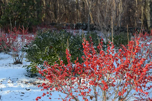 Rue Sherwood Landscape Design