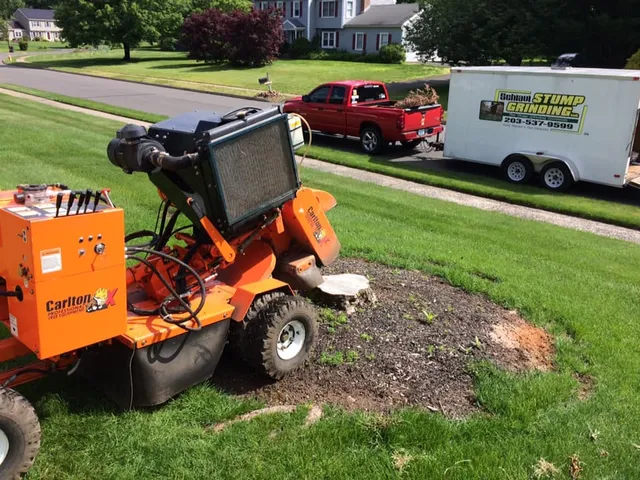 Schiavi Stump Grinding LLC work photo