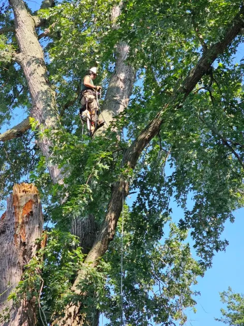 Tree removal service