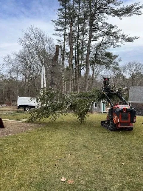 tree removal