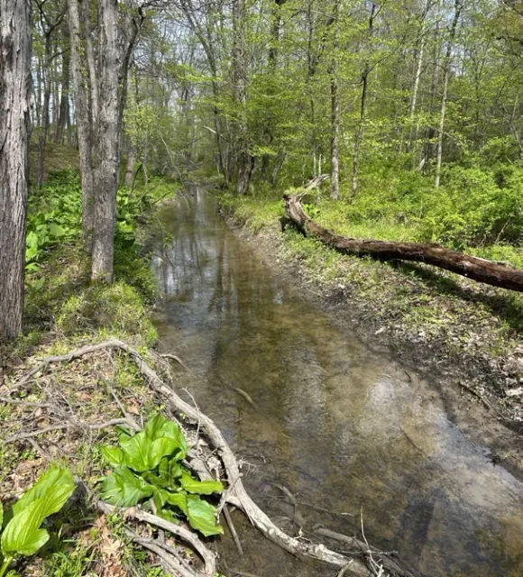 A wooded stream corridor with wetland vegetation along the water