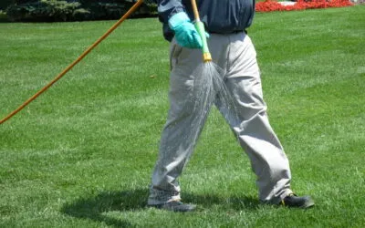 When to Aerate Your Lawn