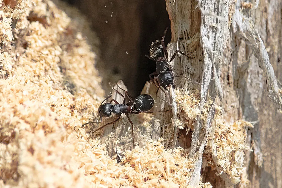 general pest services raymond nh