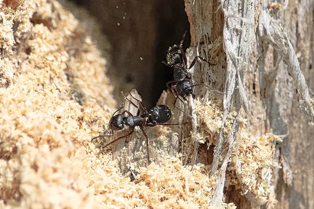 general pest services raymond nh