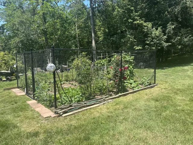 Black chain-link fence enclosing a raised vegetable garden with tomato plants on a green lawn
